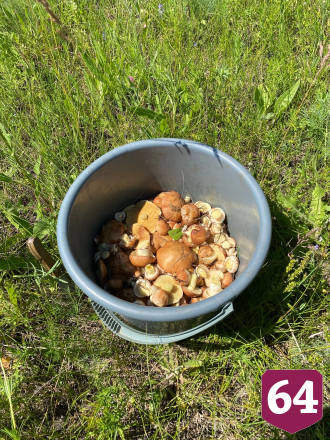 Саратовцы собирают грибы ящиками и ведрами